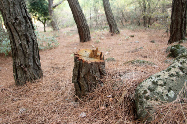 How Our Tree Care Process Works  in  Glendora, CA