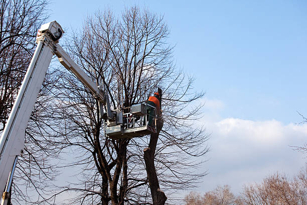 Best Tree Cabling and Bracing  in Glendora, CA